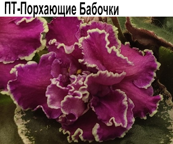ПТ-Порхающие Бабочки (Пугачева)