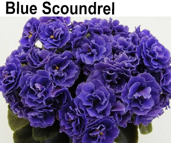 Blue Scoundrel