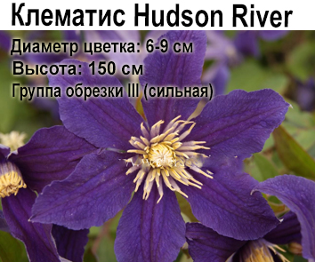 Клематис Hudson River (3 года)