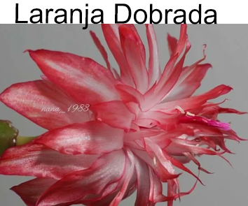 Шлюмбергера Laranja Dobrada