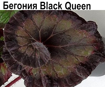 Бегония Black Queen
