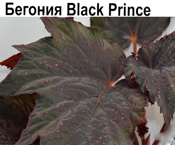 Бегония Black Prince
