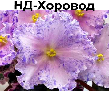 НД-Хоровод  (Данилова-Суворова)