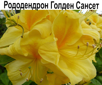 Рододендрон Голден Сансет (2 г)