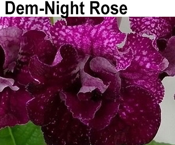 Dem-Night Rose