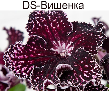 DS-Вишенка (Диметрис)