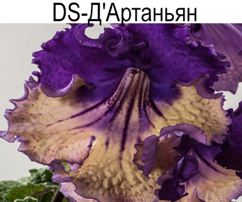 DS-Д"Артаньян (Диметрис)