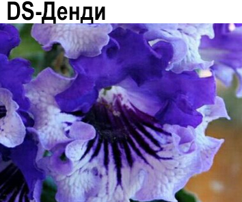 DS-Денди (Диметрис)