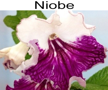Niobe