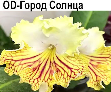 OD-Город Солнца