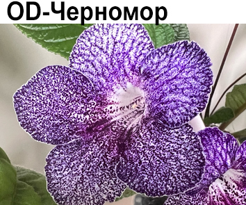 OD-Черномор