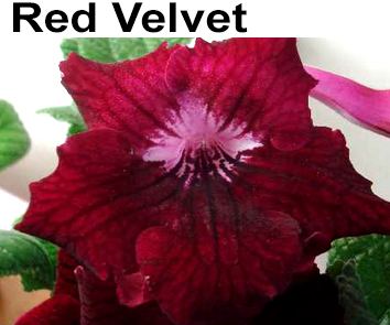 Red Velvet