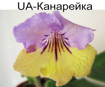 UA-Канарейка