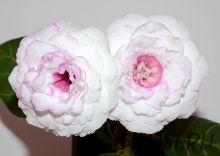 ЕН-Юная Джульетта (сел.Е.Николаева) Новинка 2025!