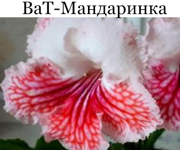 ВаТ-Мандаринка