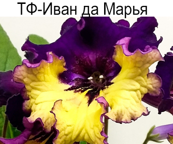 ТФ-Иван да Марья