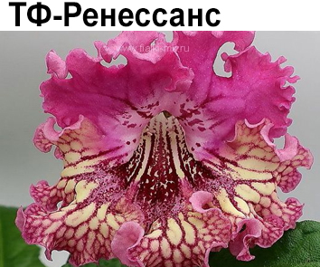 ТФ-Ренессанс