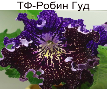ТФ-Робин Гуд (Фурлетова)