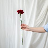 1 гвоздика бордовая