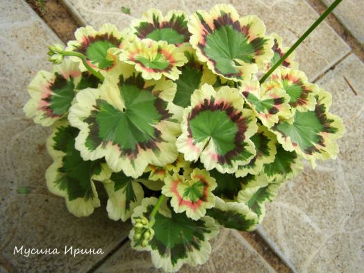 Warrenorth Platinum № 0717