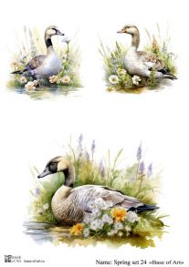 Spring set 24