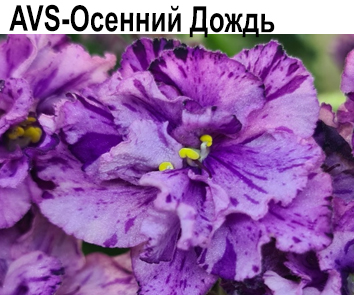 ASV-Осенний Дождь  НОВИНКА