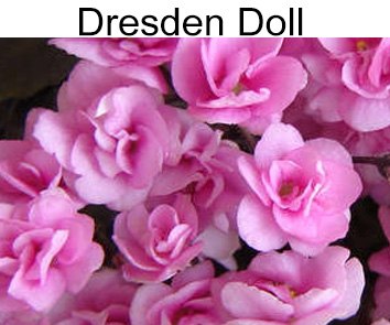 Dresden Doll