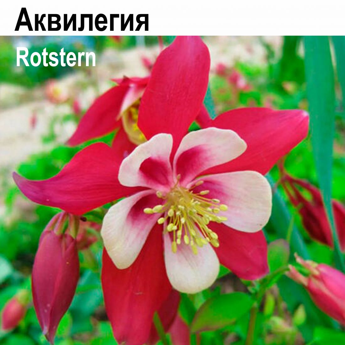 Аквилегия Rotstern (многолетник)