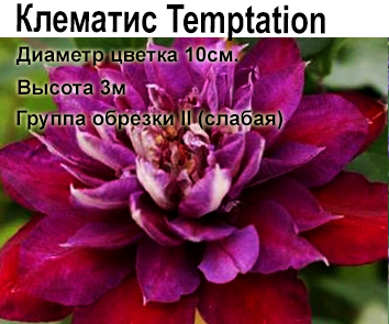 Клематис Temptation (3 г)