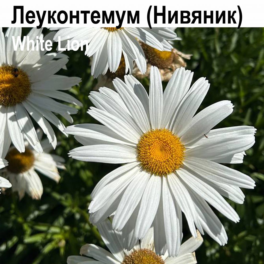 Нивянник (ромашка) Вайт Лайн (многолетник)