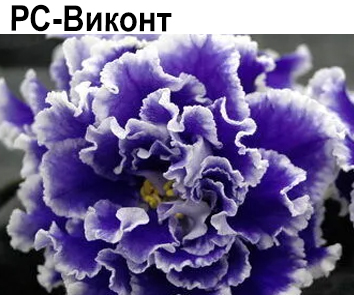 РС-Виконт (Репкина)