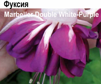 Фуксия Marbeller Double White-Purple  амп.обильный