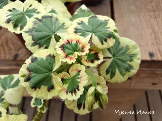 Merry go Round № 0728