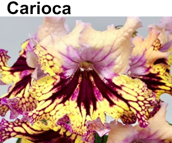 PK-Carioca