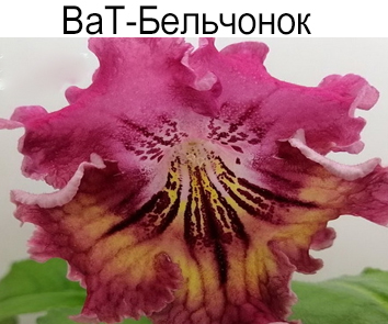 ВаТ-Бельчонок
