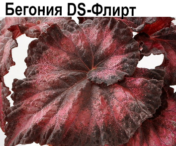 Бегония DS-Флирт
