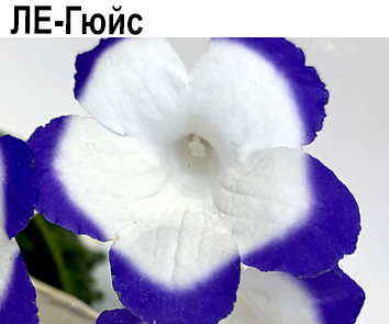 ЛЕ-Гюйс