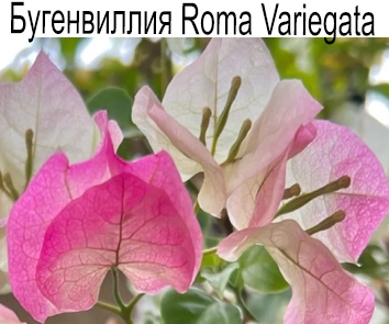 Бугенвиллия Roma variegata