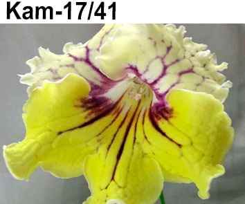 Kam-17/41