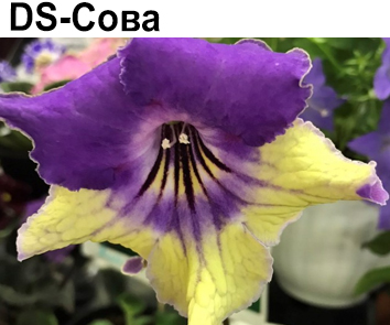 DS-Сова
