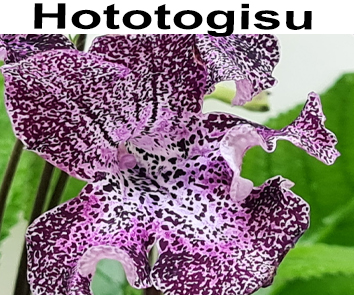 Hototagisu