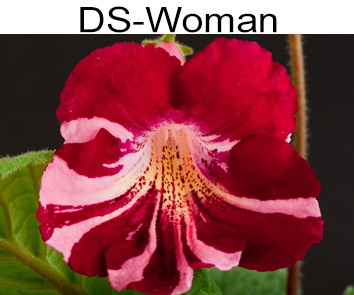 DS-Woman (Диметрис)
