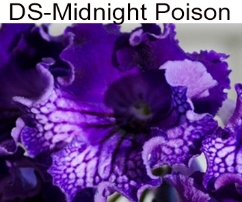 DS-Midnight Poison (Диметрис)