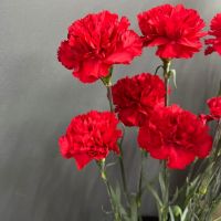 Красная гвоздика к празднику
