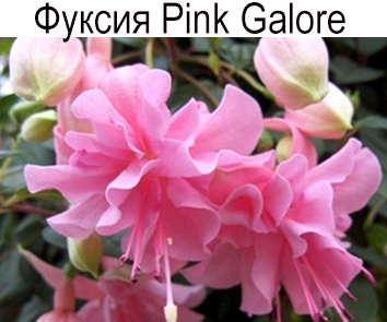 Фуксия Pink Galore амп