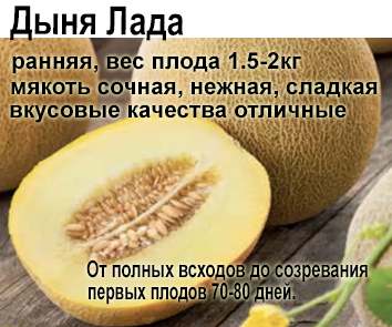 Дыня Лада