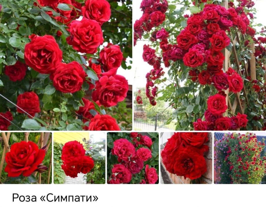 Симпатия