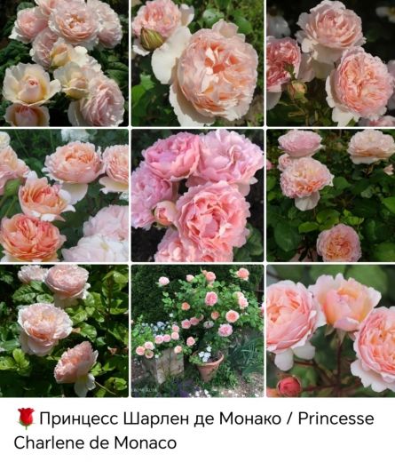 Принцесса Шарлен