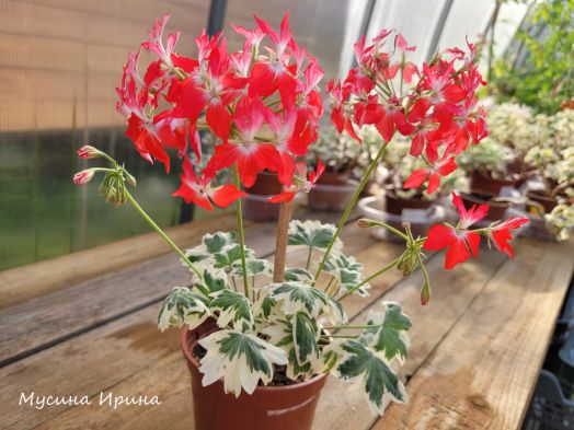 Seaview Star № 1018