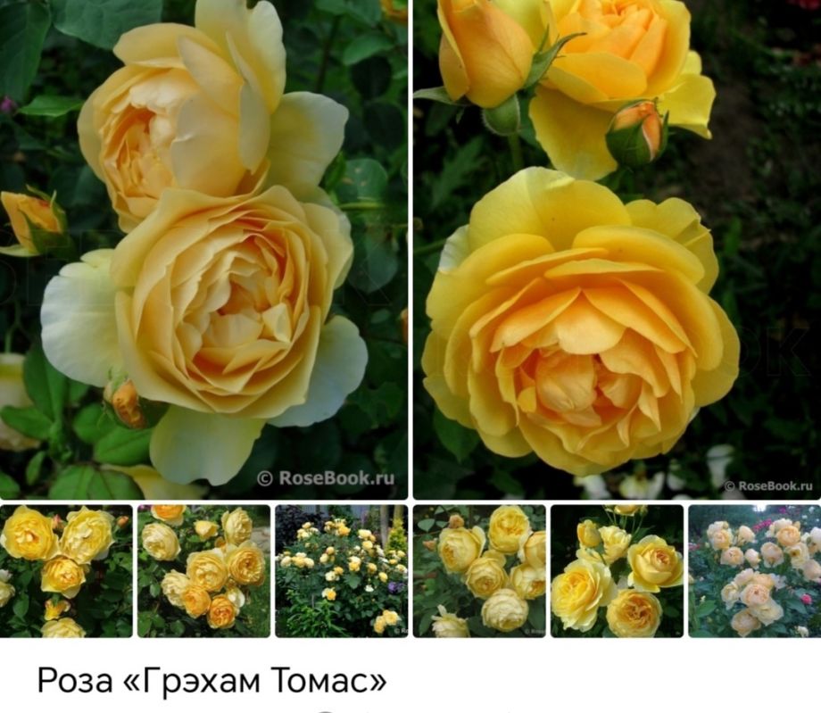 Грэхам Томас